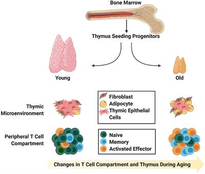 Thymic Engraftment by in vitro-Derived Progenitor T Cells in Young and Aged Mice